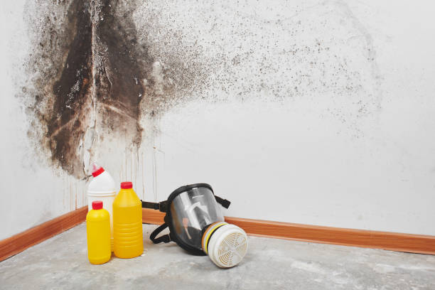 Best Mold Cleaning Services  in Cumings, TX