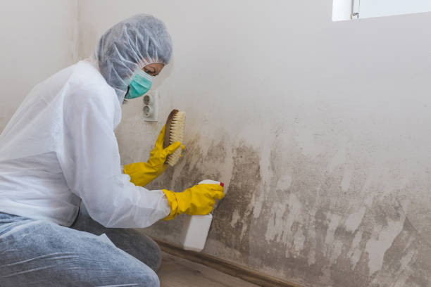 Best Certified Mold Removal  in Cumings, TX