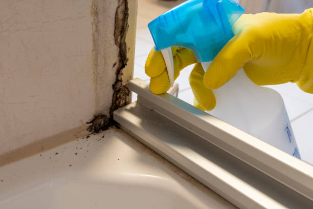 Mold Removal Process in Cumings, TX