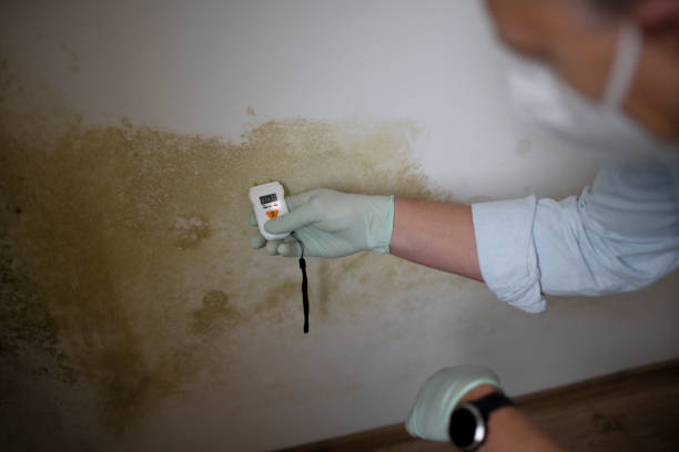 Best Toxic Mold Removal  in Cumings, TX