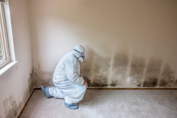Best Attic Mold Removal  in Cumings, TX