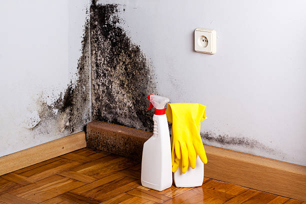 Professional Mold Removal in Cumings, TX