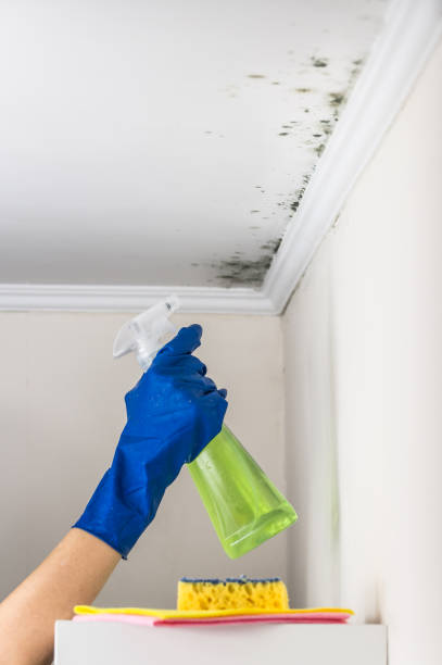 Best Professional Mold Removal  in Cumings, TX